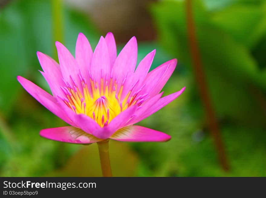 PInk Lotus on the River, Close-up