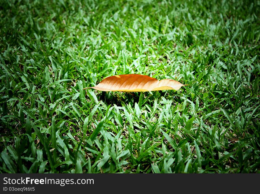 Gradient dry leaf on green