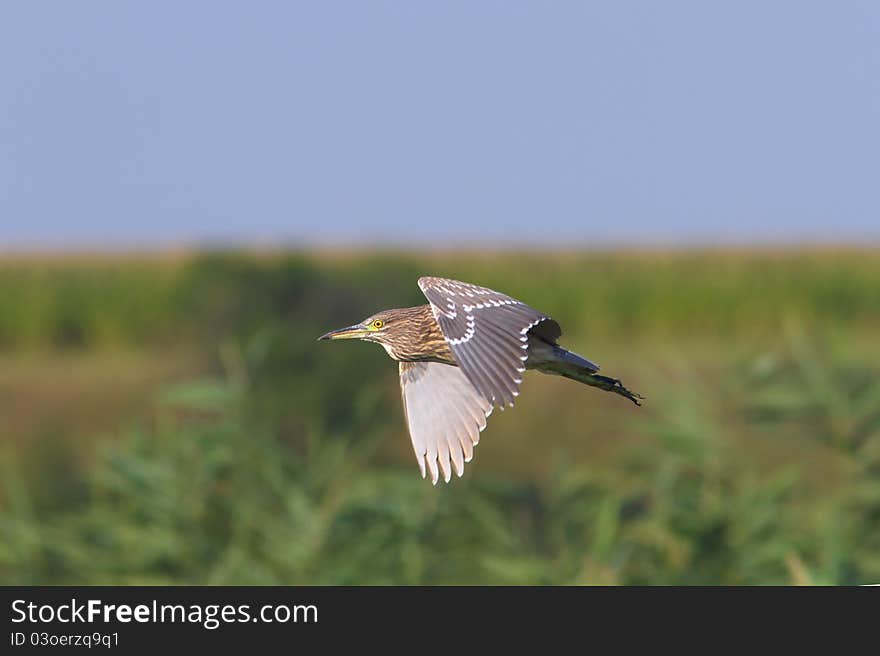 Black-Crowned Night-Heron immature  / Nyc