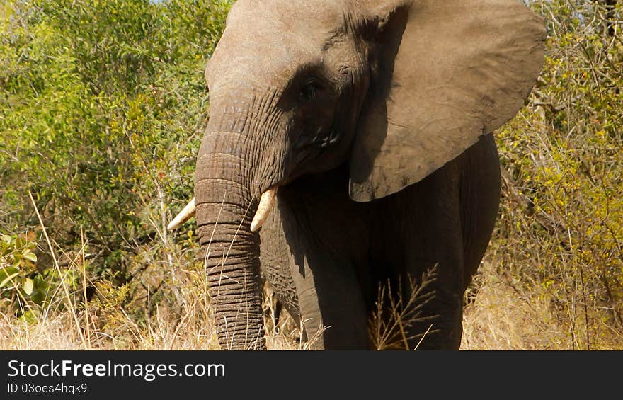 Elephant South Africa