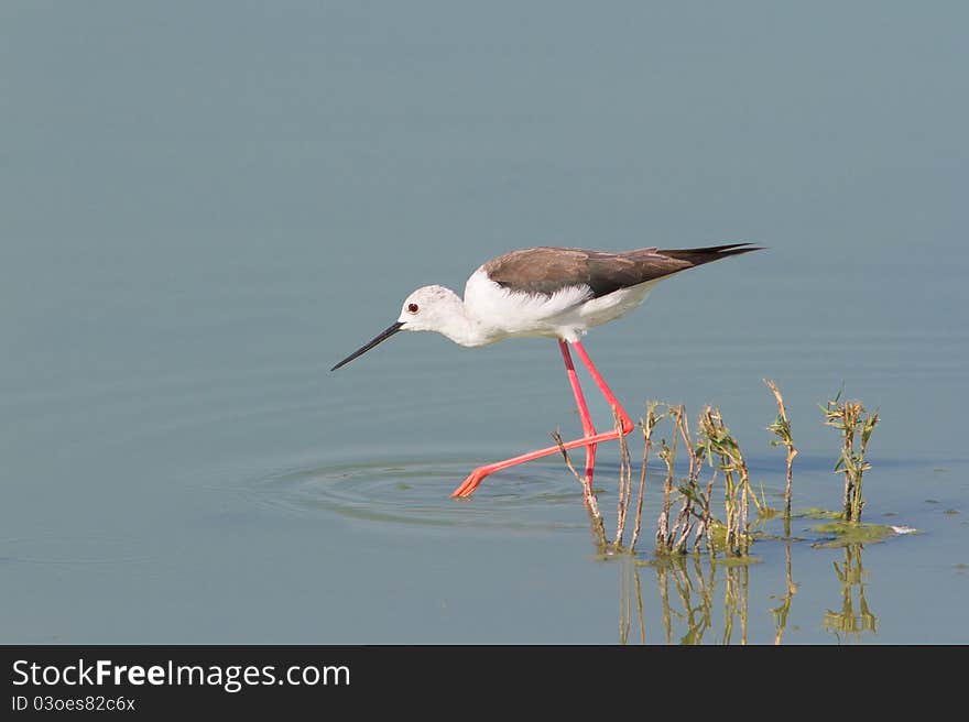 Black-winged Stilt / Himantopus himantopus