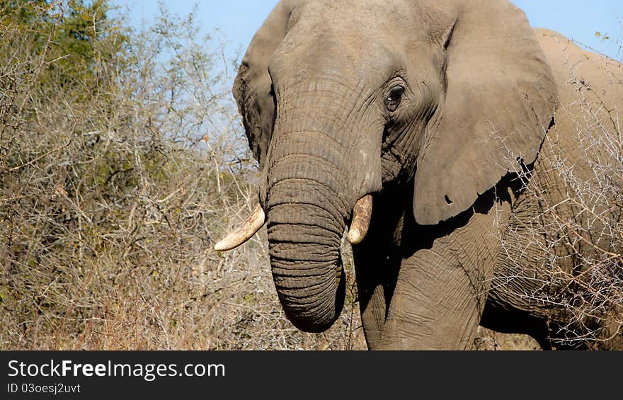 Elephant South Africa