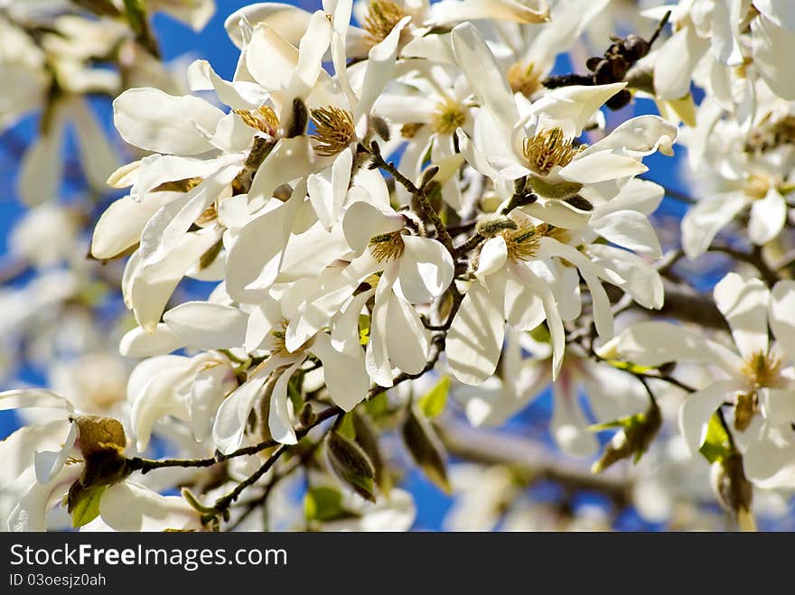 Blossoming Of Magnolia Trees