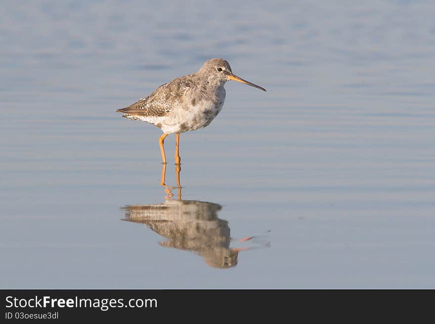 An adult of Spotted Redshank in water / Tringa erythropus