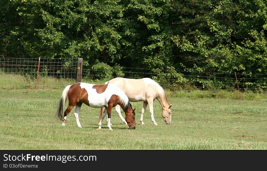 Two horses side by side in pasture