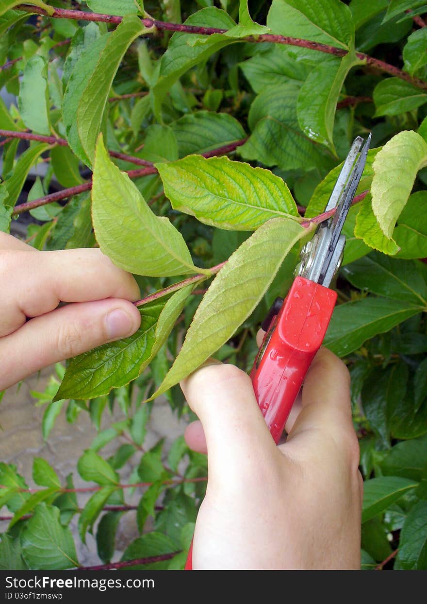 Man pruning bushes with scissors