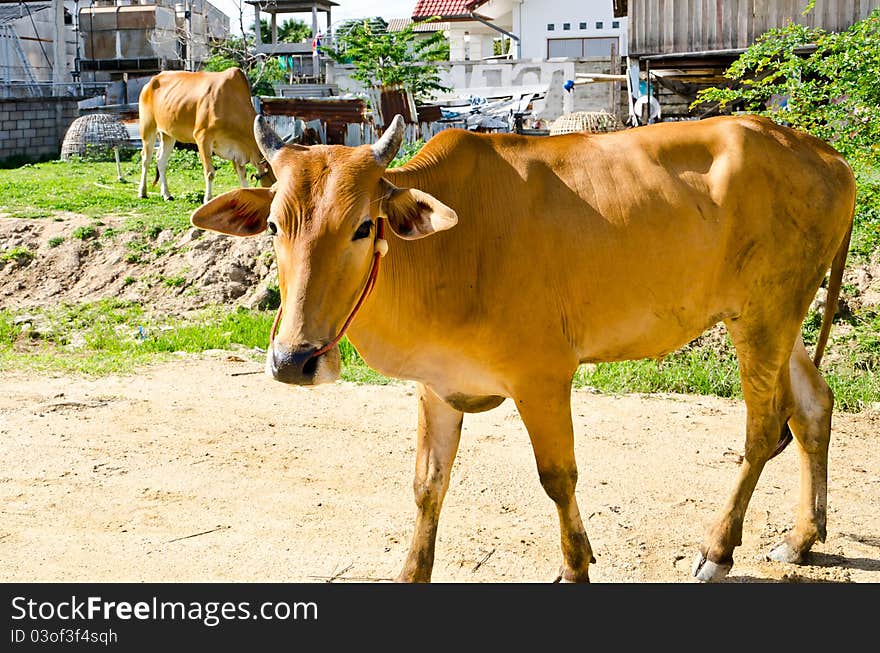 Standing cow look at the camera with countryside backgound