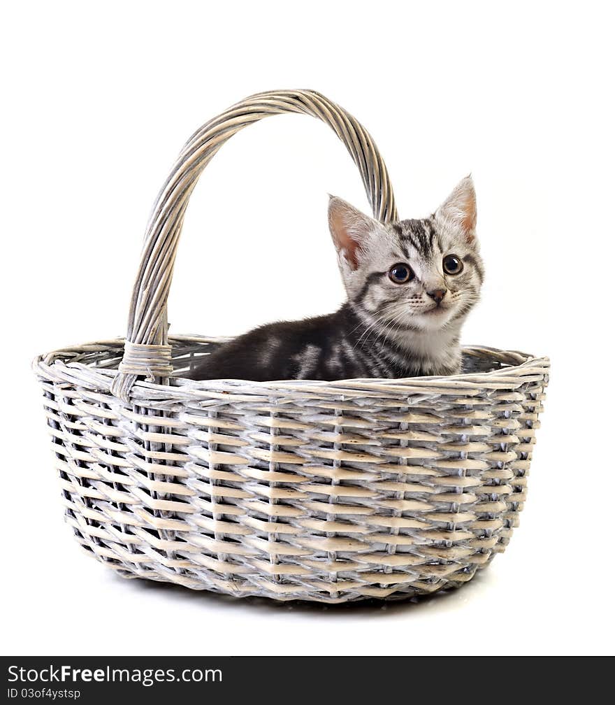 Adorable little kitten in basket on white background with space for text. Adorable little kitten in basket on white background with space for text