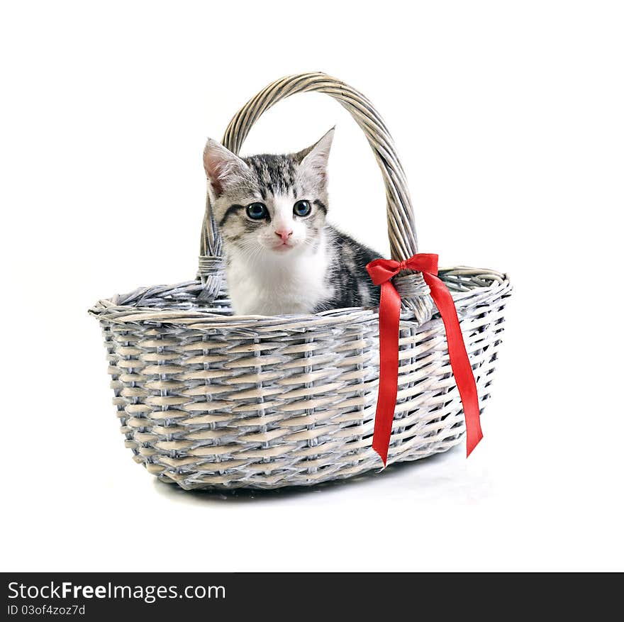 Adorable little kitten in basket on white background with space for text. Adorable little kitten in basket on white background with space for text