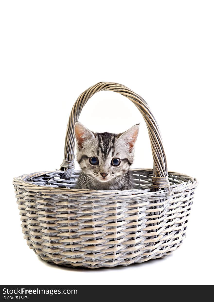 Adorable little kitten in basket on white background with space for text. Adorable little kitten in basket on white background with space for text