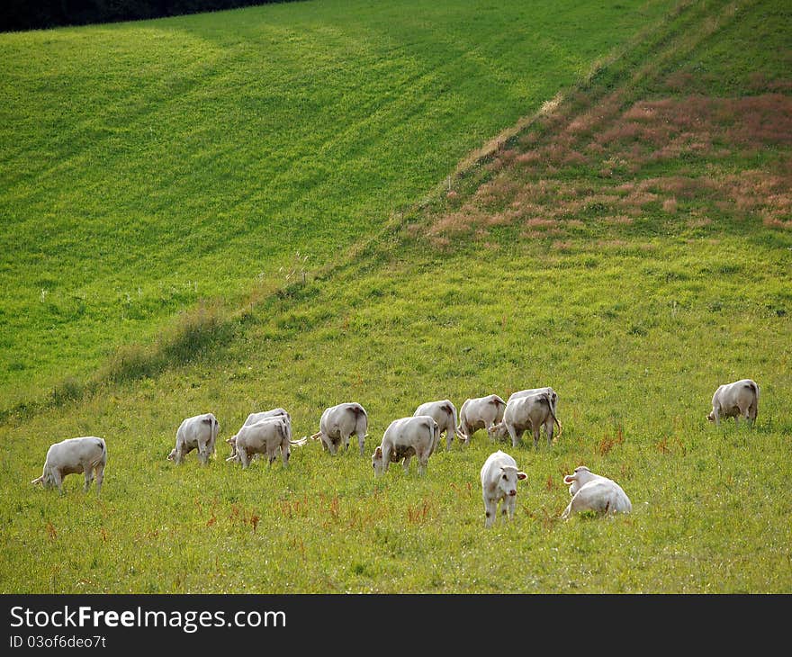 Meadow with grazing herd of cows