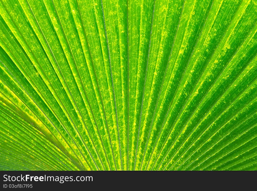 A colorful leaf texture background