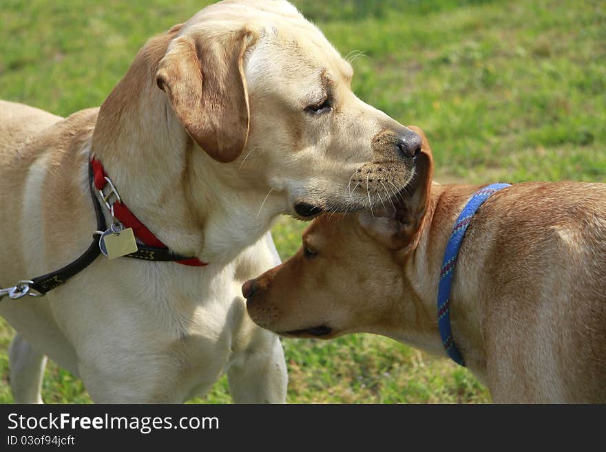 Portrait of two adult males in a field Labrador Retriever. Portrait of two adult males in a field Labrador Retriever