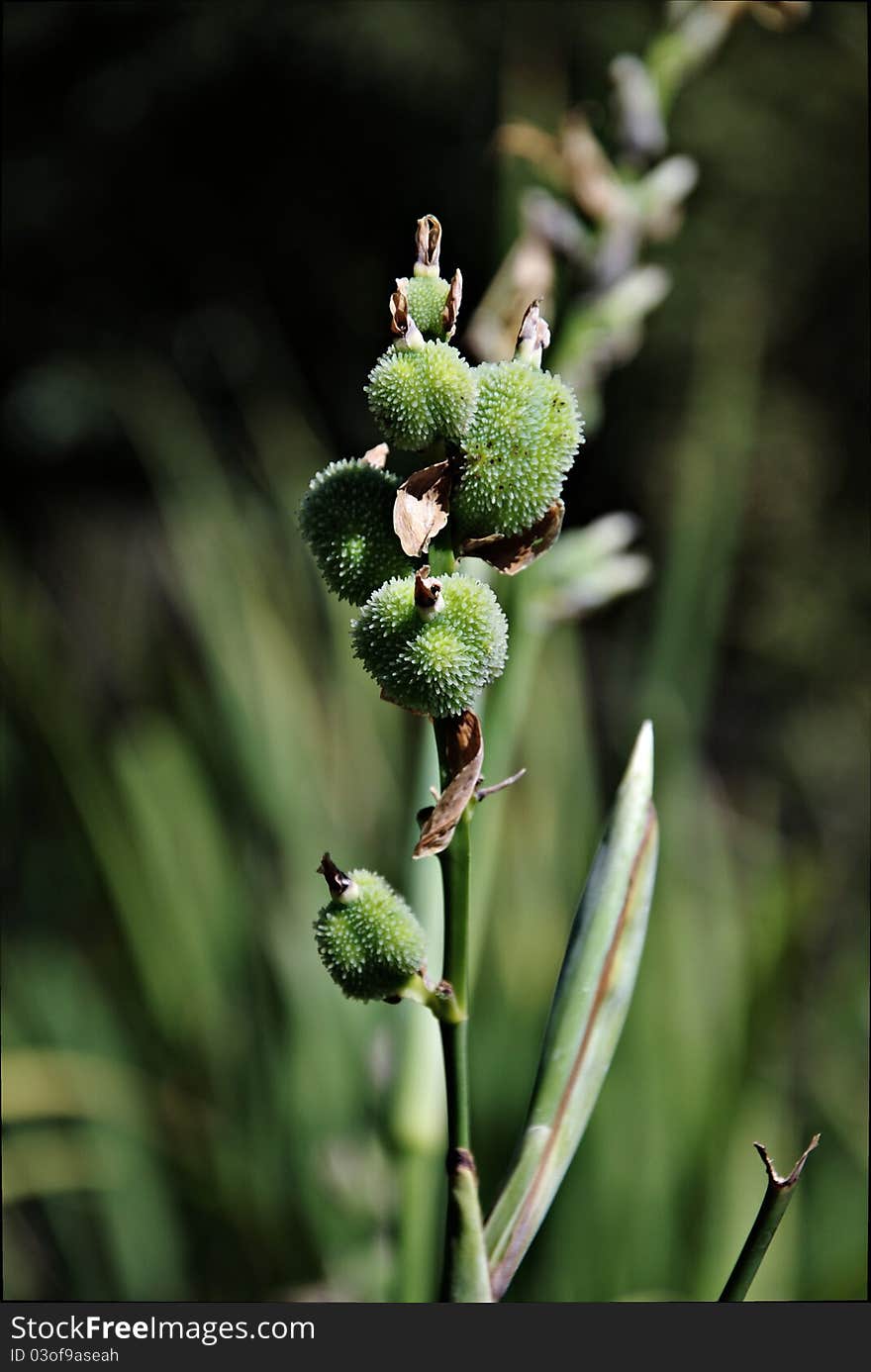 Yellow Canna Lily Pods