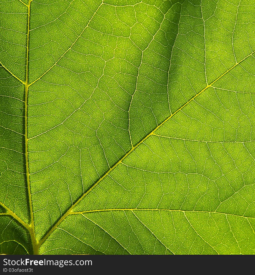 Green Leaf Closeup