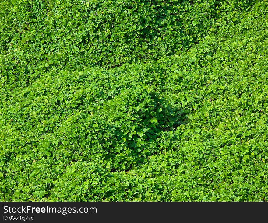 Green leaves in the forest