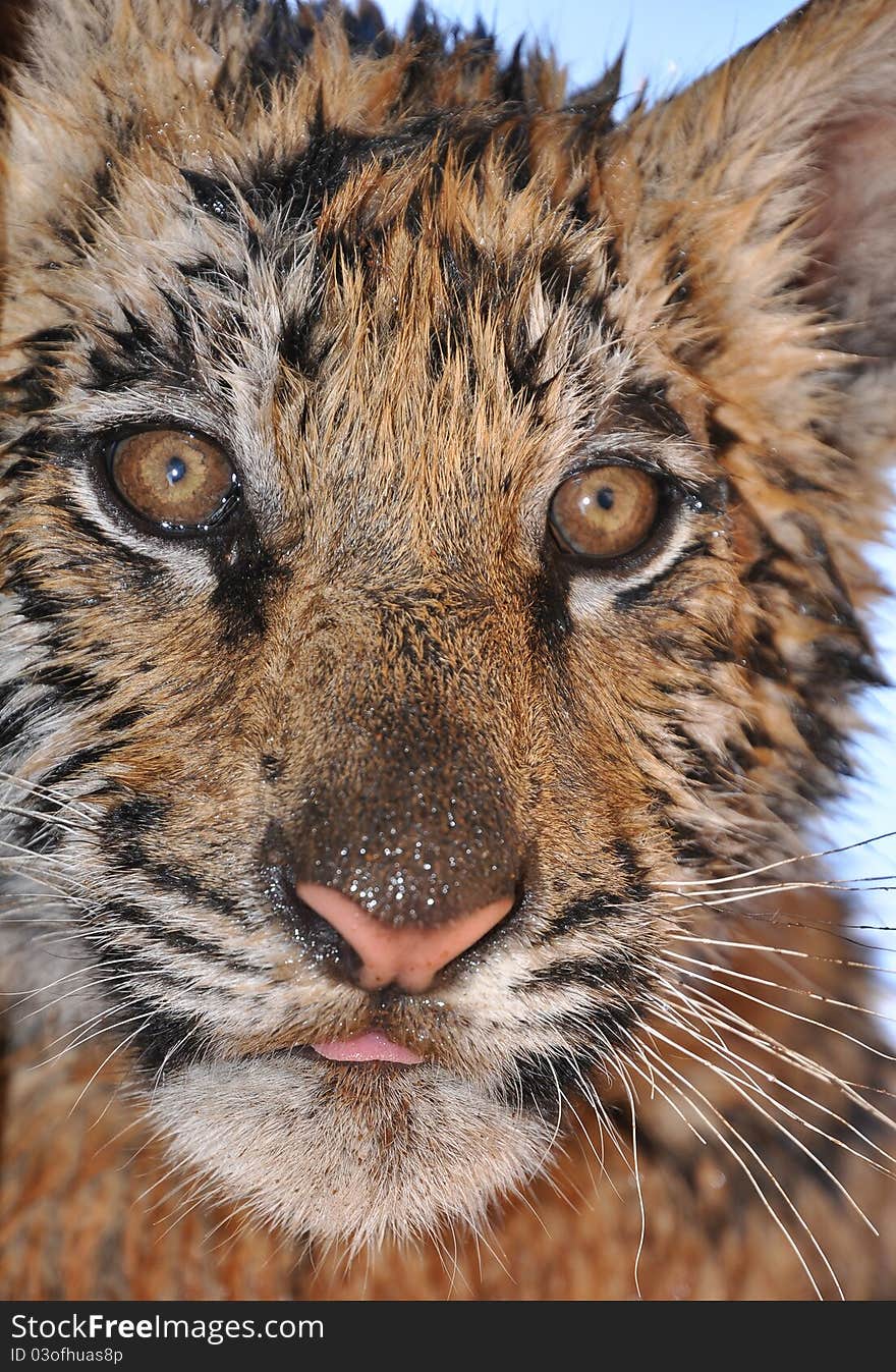 A wet tiger cub close up