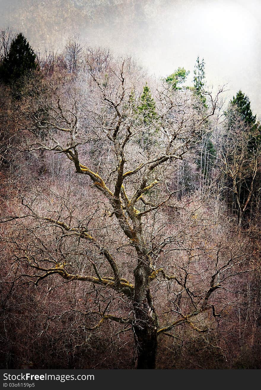 Mossy Tree