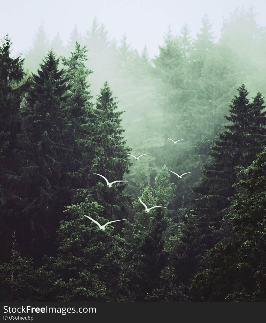 A forest of pines and flying birds