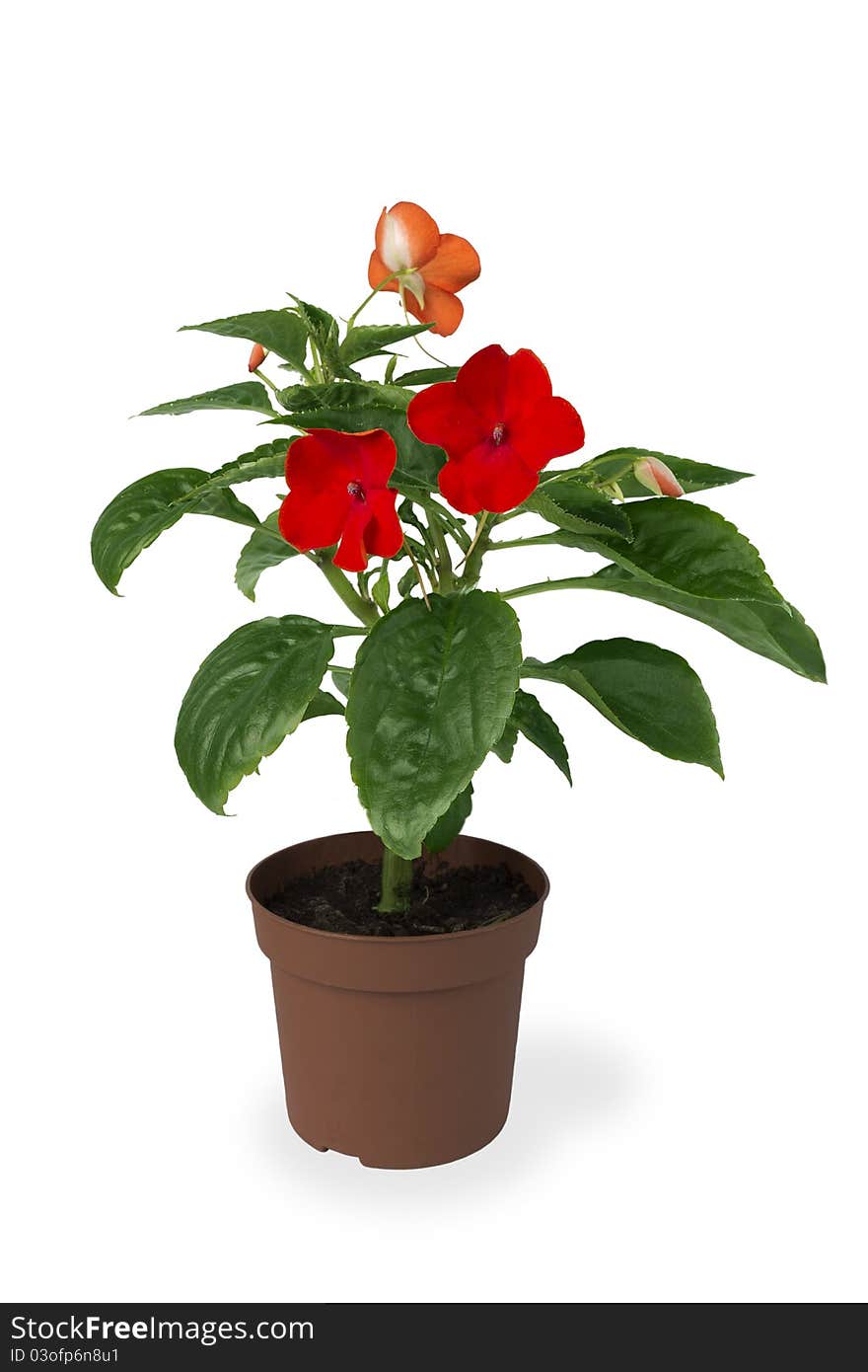 Impatiens flower in a pot on white background