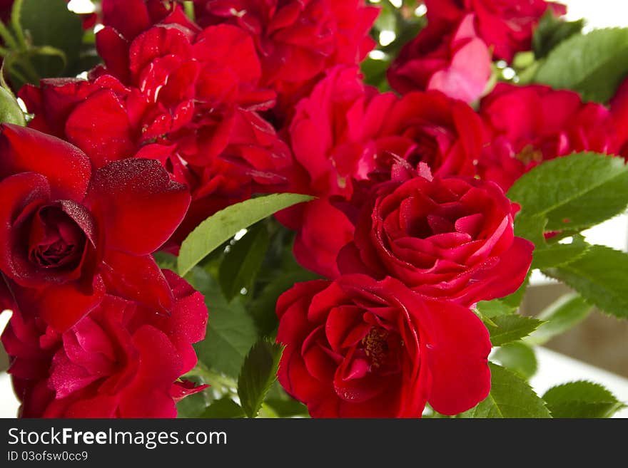 Close-up of beautiful red roses. Backgrounds. Postcard