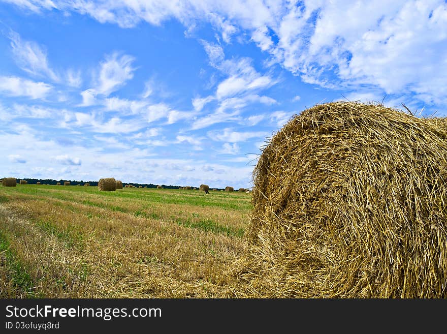 Bales of hay in a field. Bales of hay in a field