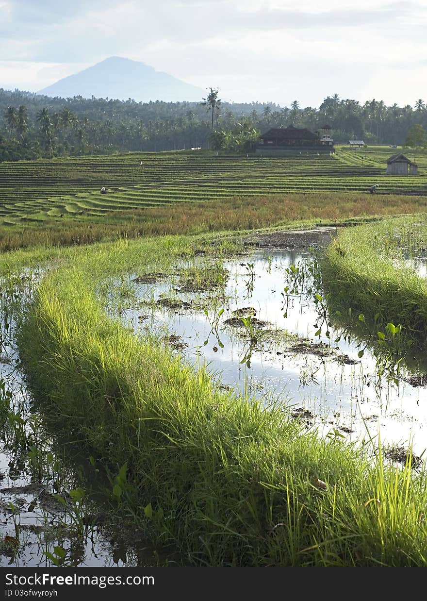 Rice field at sunrise in Bali, Indonesia