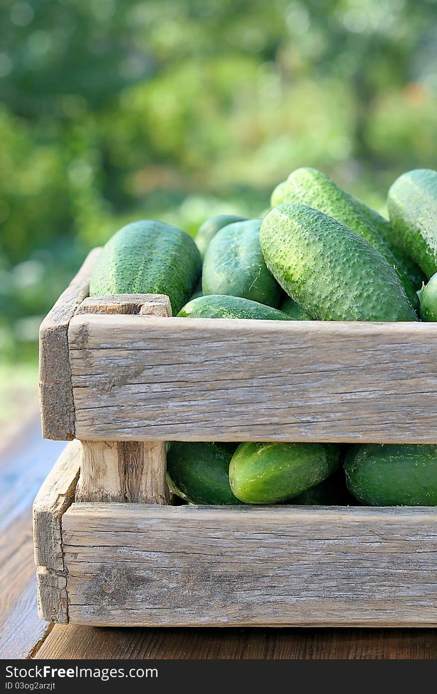 Cucumbers in a wooden box. Harvest cucumbers. Ripe cucumbers in a box.