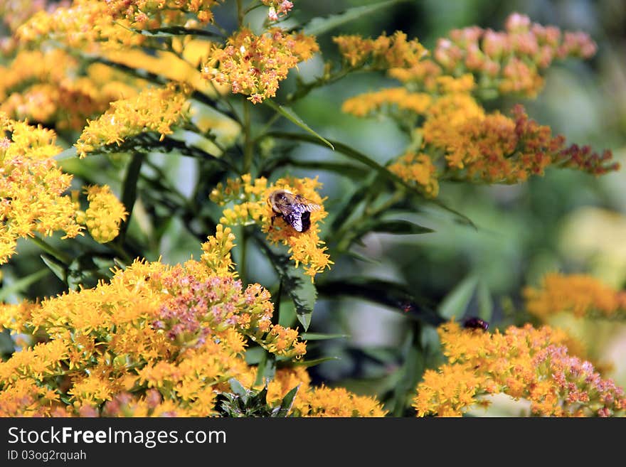 Bee on Flower