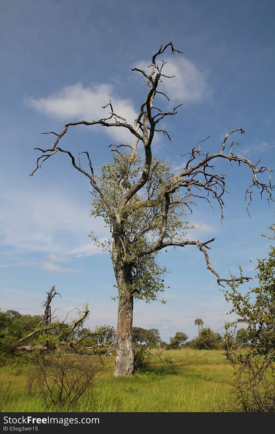 This is a beautiful tree in Africa