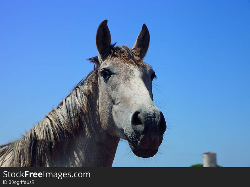 Horse In Andalusia On A Blue Sky