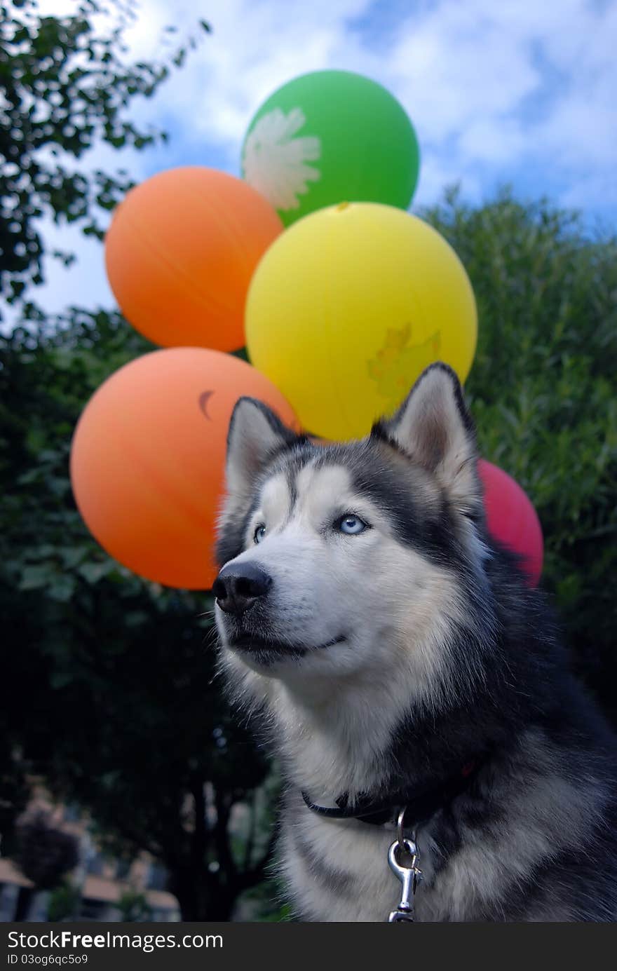 Husky dog and balloons