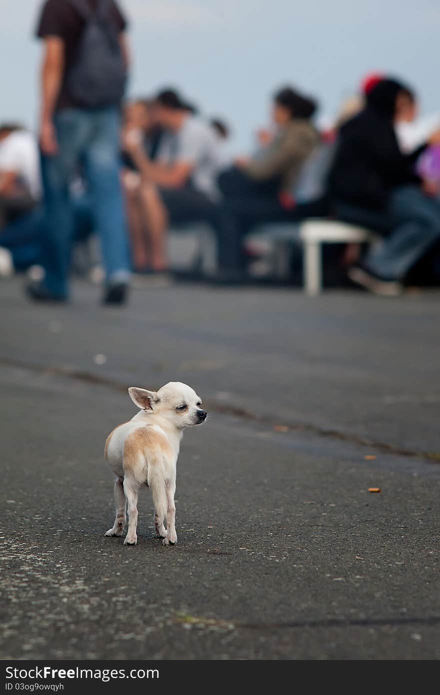 Lonely chihuahua on the road finding for owner.