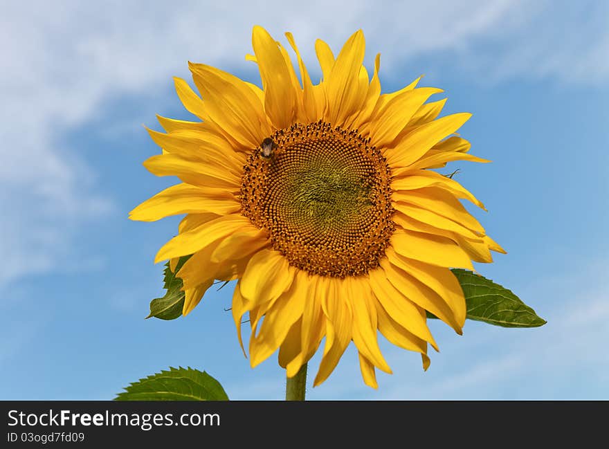 Isolated sunflower against a blue sky. Isolated sunflower against a blue sky