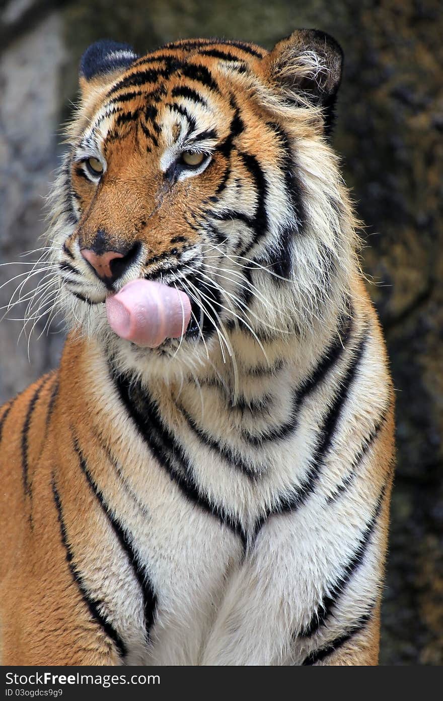 Close up of a tiger