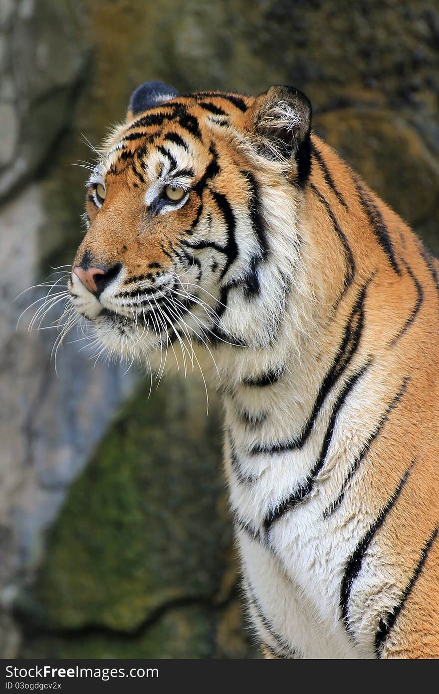 Close up of a tiger