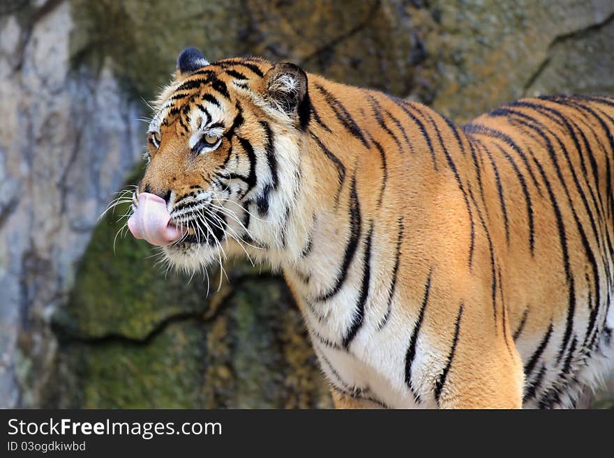 Close up of a tiger