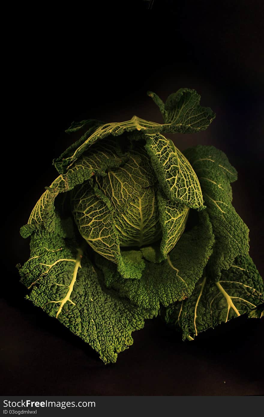 Rich, dark green Savoy cabbage on a black background