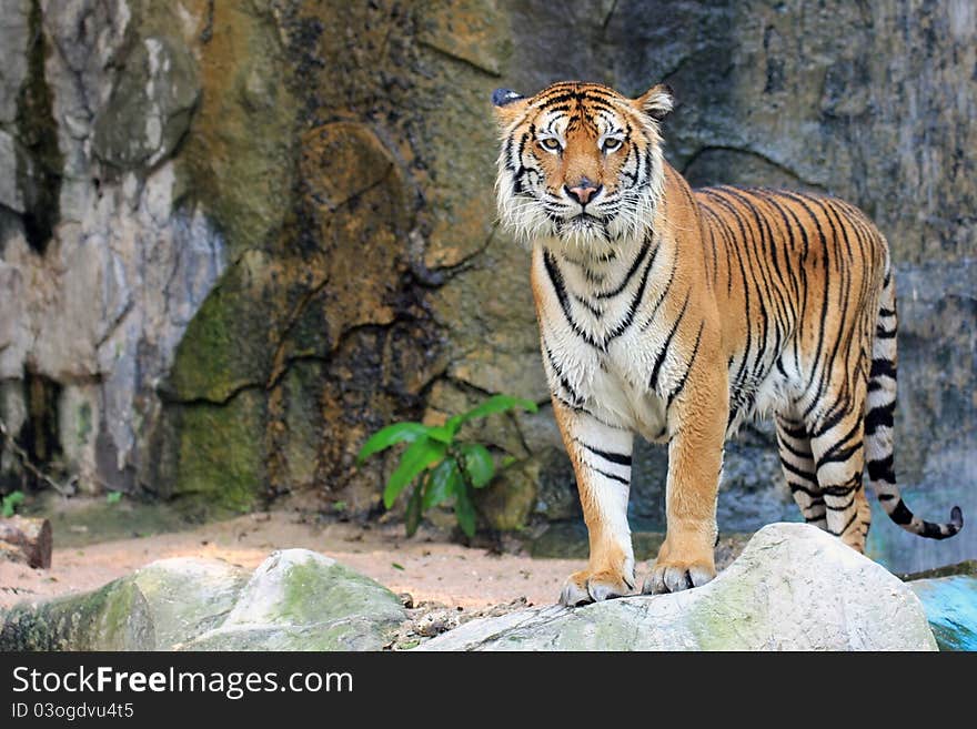 Close up of a tiger