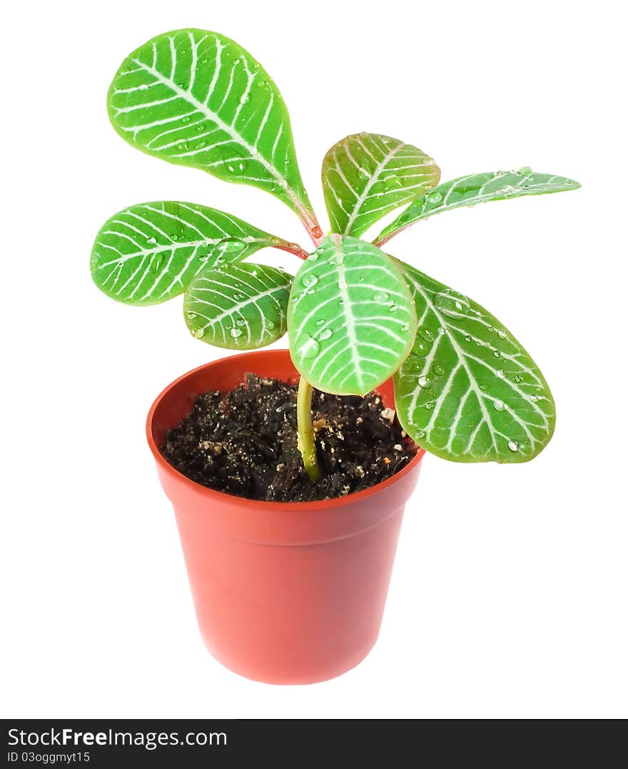 A Small Palm In A Pot  Isolated On White