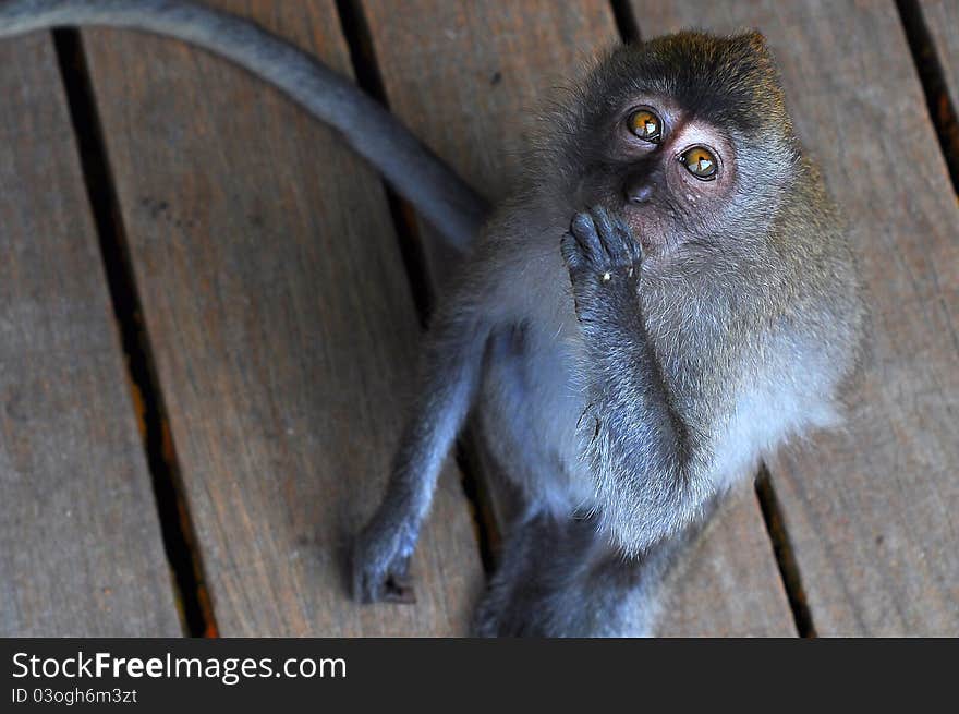 Monkey sit on the pathway in the tropical forest