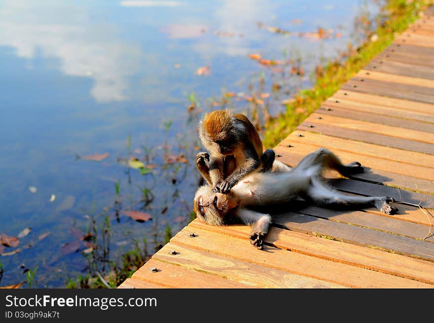 2 Monkeys sit on the pathway