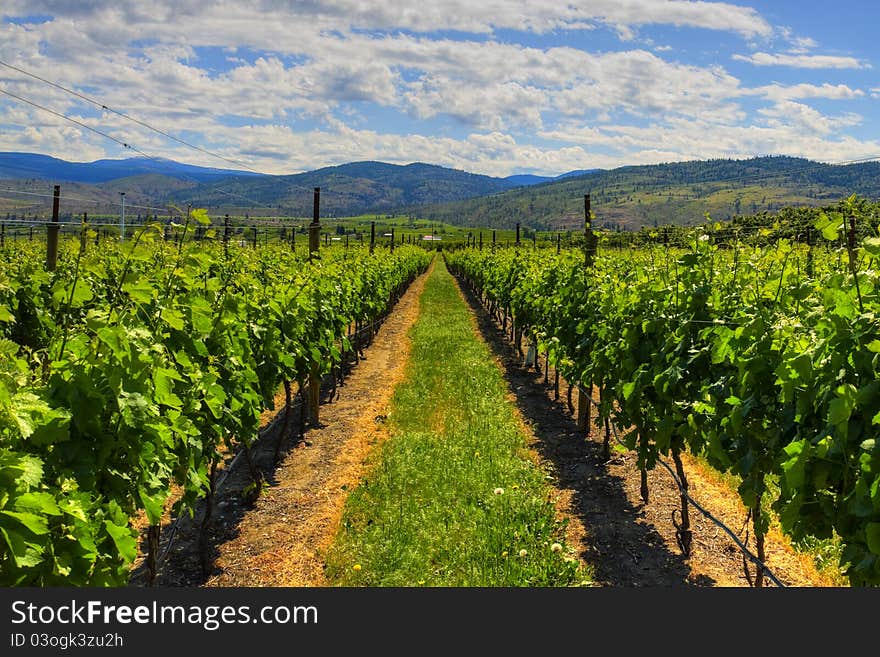 Vineyards and orchards. Osoyoos, B.C.