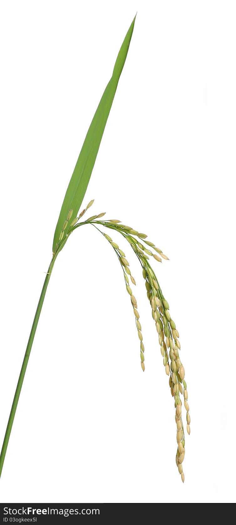 Growing rice