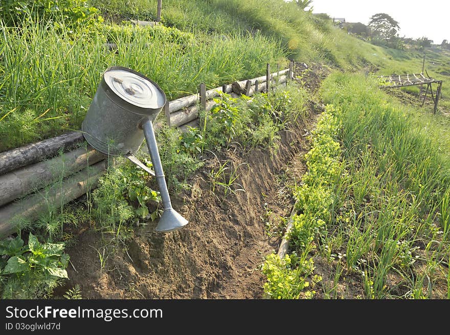 Parsley Leek Garden Farm Thailand