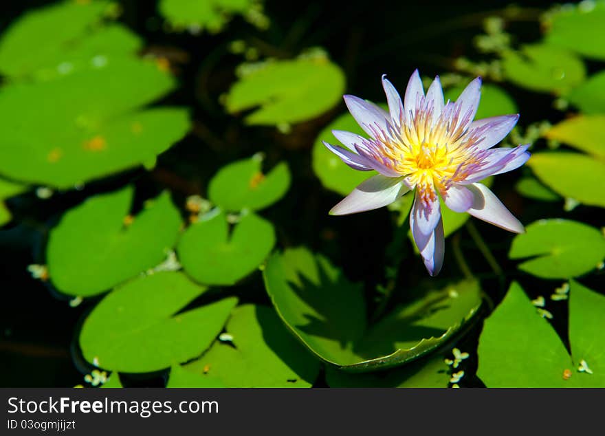 Beautiful Lotus