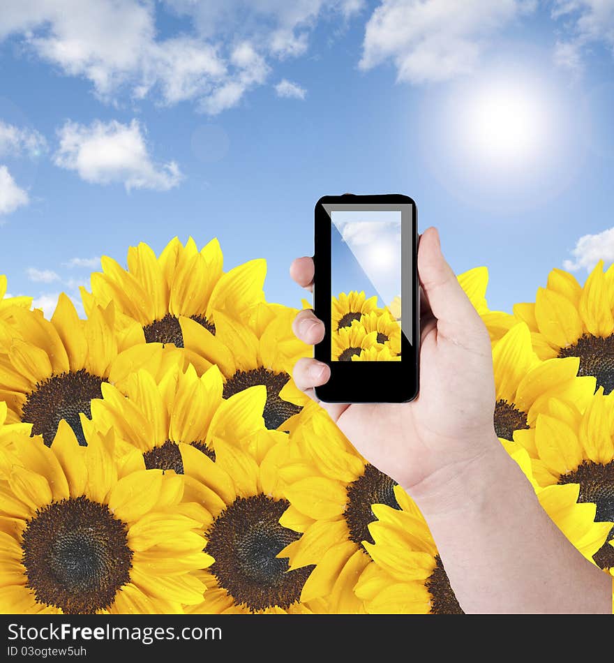 Cell phone in hand take photo of beautiful sunflower field view. Cell phone in hand take photo of beautiful sunflower field view