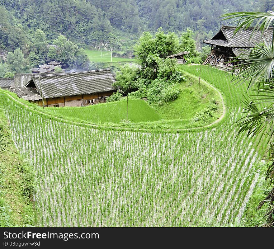 A small minority chinese village surrounded by rice terraces in guizhou. A small minority chinese village surrounded by rice terraces in guizhou