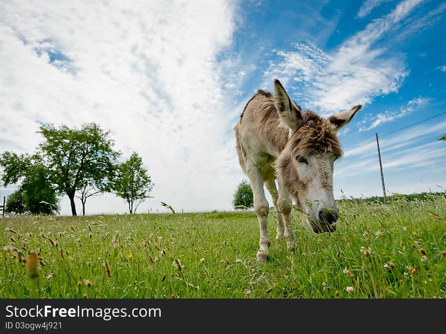 Donkey in a Field in sunny day, animals series