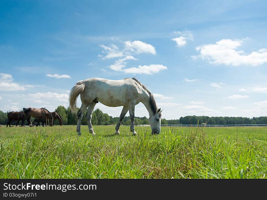 Horse in a green meadow in sunny day, animals series